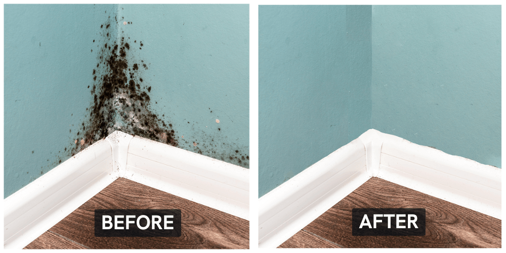 mold removal service before and after picture